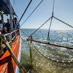 Cutter ride from Büsum with bottled beer and shelling prawns